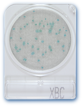Đĩa Compact Dry kiểm tra Bacillus Cereus X-BC - Nissui Nhật